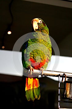 Parrot
