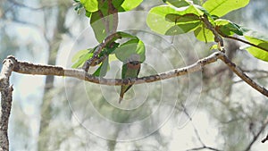 Parrot perched on branch in natural