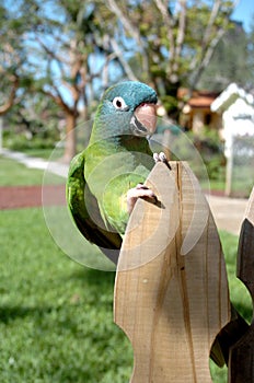 Parrot perched on fence