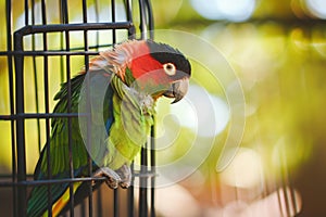 parrot perched still on its cage with ruffled feathers