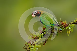 Parrot, Pionopsitta haematotis, Mexico, green parrot with brown head. Detail close-up portrait of bird from Central America.