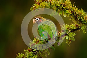 Parrot, Pionopsitta haematotis, Mexico, green parrot with brown head. Detail close-up portrait of bird from Central America.