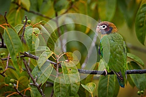 Parrot, Pionopsitta haematotis, Mexico, green parrot with brown head. Detail close-up portrait of bird from Central America.