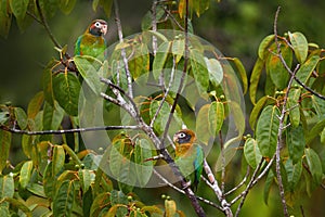 Parrot, Pionopsitta haematotis, Mexico, green parrot with brown head. Detail close-up portrait of bird from Central America.