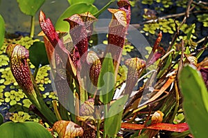 Parrot pitcher plant, Sarracenia psittacina, carnivorous plant
