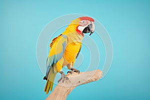 parrot on a plain white perch against a solid color background