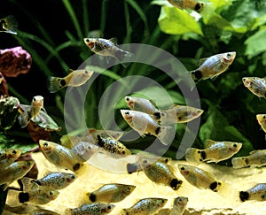 Parrot Platy, xiphophorus variatus photo