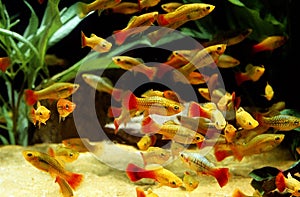 PLATY PERROQUET xiphophorus variatus