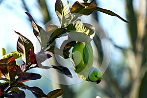 Parrot playing and hanging upside down on a guava tree branch