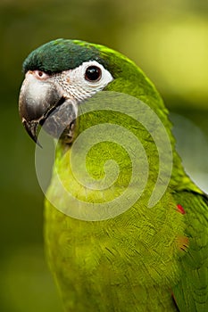 Parrot Portrait