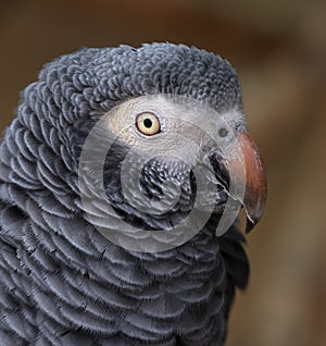 Parrot Portrait