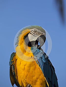 Parrot portrait