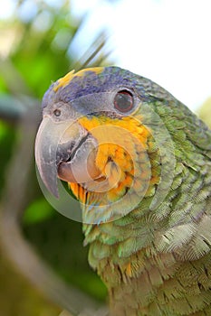 Parrot portrait from venezuela