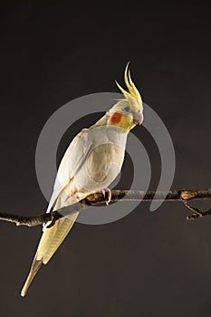 Parrot Portrait, Yellow Cockatiel Crust Up Close Up, isolated on Black background