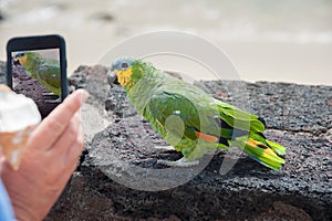 Parrot posing for a photo