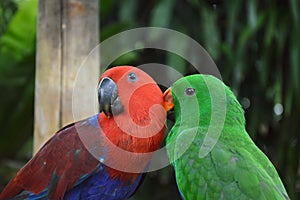 Parrot preen together
