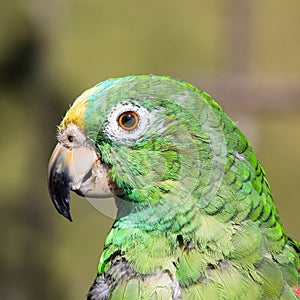 Parrot Psittaciformes portrait Caldas Colombia