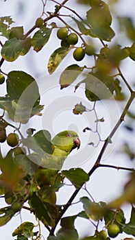 Parrot -psittaciformes on ziziphus mauritiana tree in a daylight in kuwait