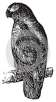 Parrot or Psittacines, vintage engraving