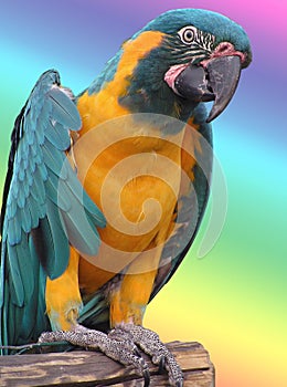 Parrot in the rainbow