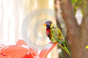 Parrot, Rainbow Lorikeet bird in Florida