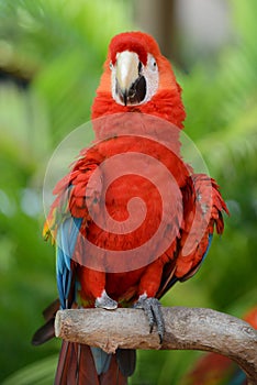 Parrot - Red Blue Macaw