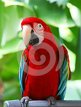 Parrot - Red Blue Macaw