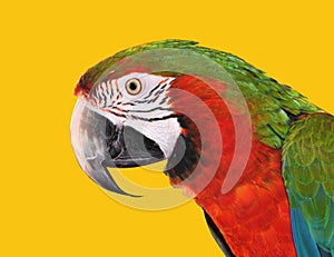 Parrot Red Blue Macaw