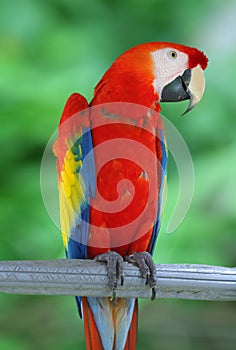 Parrot - Red Blue Macaw