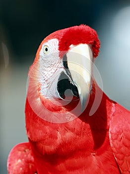 Parrot - Red Macaw