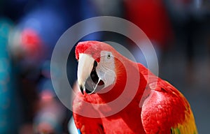 Parrot - Red Macaw