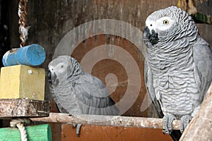 Parrot resting in a cage