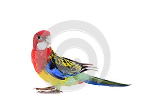 parrot Rosella isolated