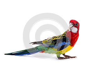 Parrot Rosella isolated photo