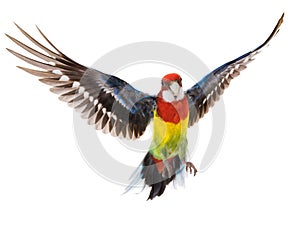 Parrot Rosella parrot in flight isolated