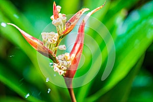 ParrotÃ¢â¬â¢s Beak or False Bird of Paradise, Red heliconia under the rain. Also known with name parrot`s beak, parakeet flower, photo