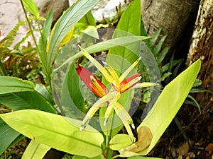 parrot& x27;s beak flower on bush.