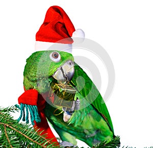 Parrot Santa