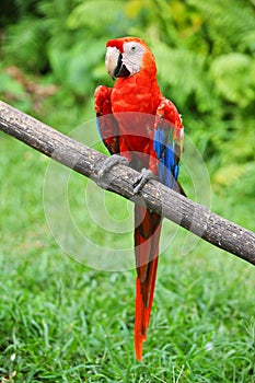 Parrot: scarlet macaw