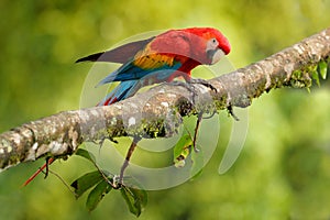 Parrot Scarlet Macaw, Ara macao, in green tropical forest, Costa Rica, Wildlife scene from tropic nature. Red bird in the forest.
