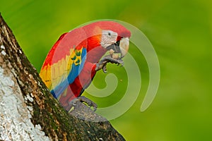 Parrot Scarlet Macaw, Ara macao, in green tropical forest with nut, Costa Rica, Wildlife scene from tropic nature. Red bird in the