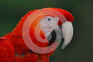 Parrot Scarlet Macaw, Ara macao, red head portrait in dark green tropical forest, Costa Rica