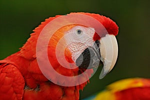 Parrot Scarlet Macaw, Ara macao, red head portrait in dark green tropical forest, Costa Rica. Wildlife scene from nature. Bird fro