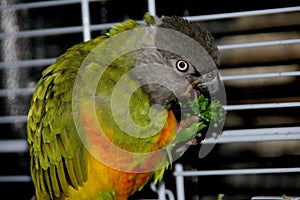 The parrot of senegal eats broccoli