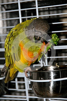 The parrot of senegal eats broccoli