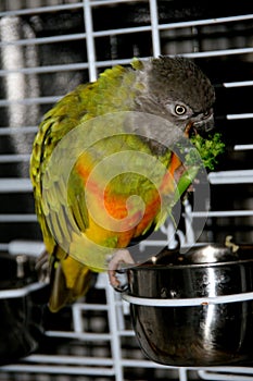 The parrot of senegal eats broccoli