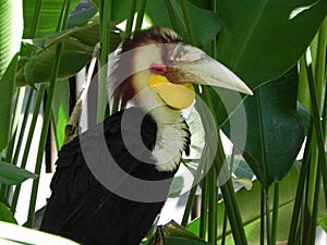 Parrot in the shadown of a palm-tree