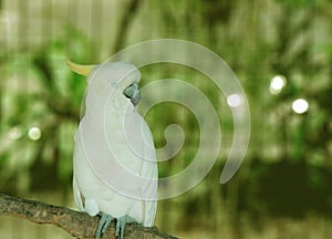 parrot sightings, selective focus