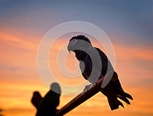 Parrot silhouette on sunset background