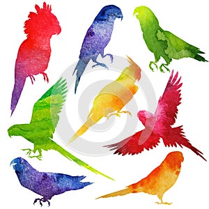 Papoušek silueta. akvarel 